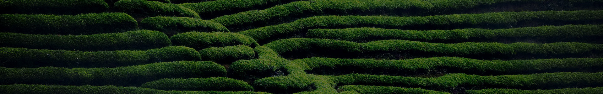 源生堂簡(jiǎn)介